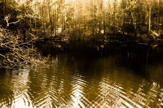 Jan Thau Foto forrest