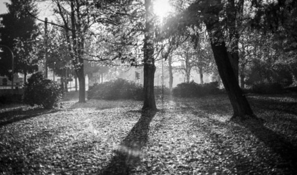 Jan Thau Foto "Sun in the Park"