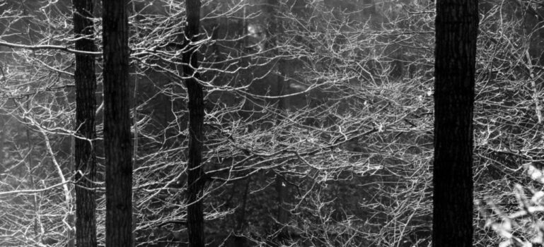 Jan Thau Foto Spidertree